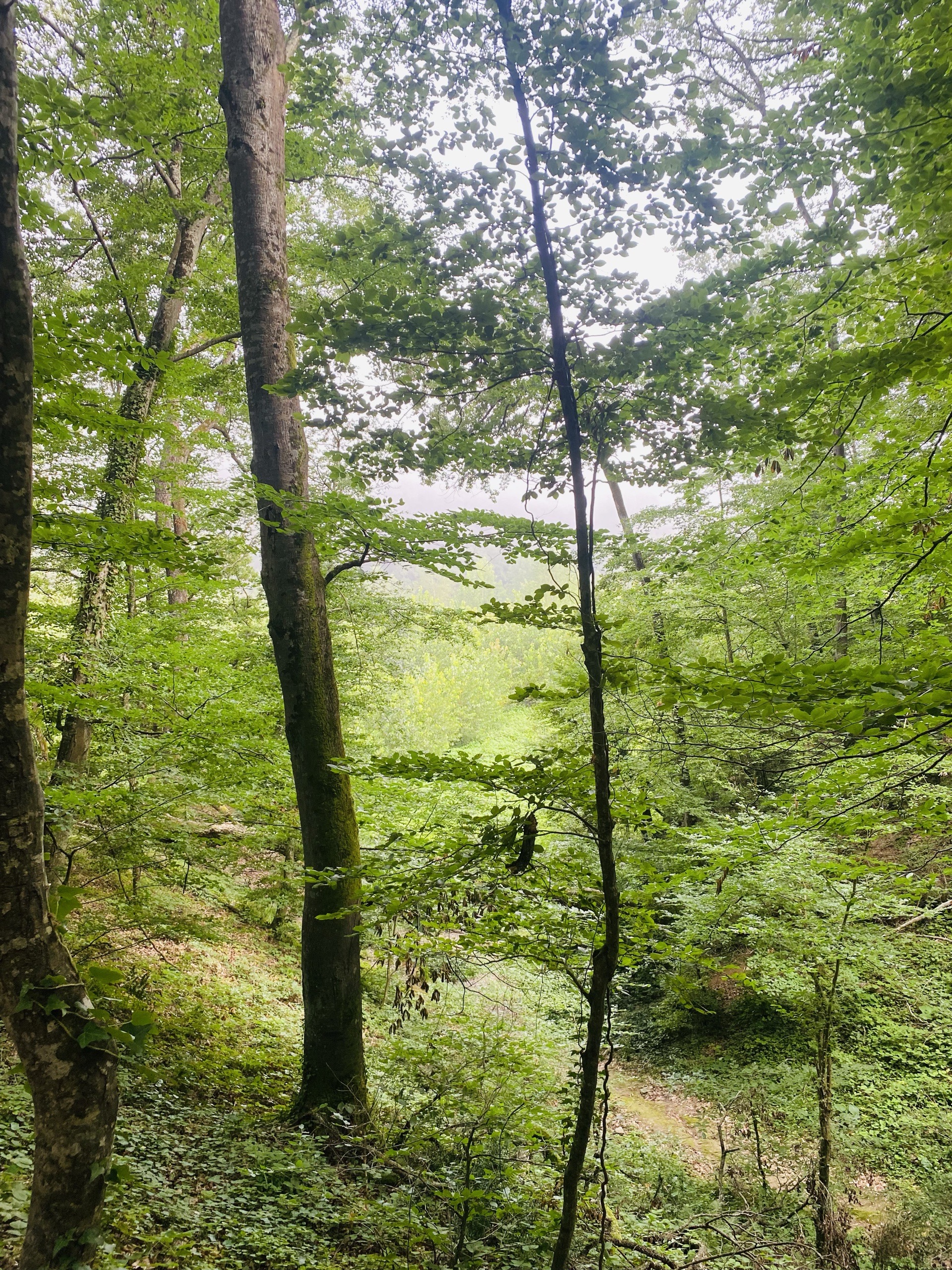Belgrad