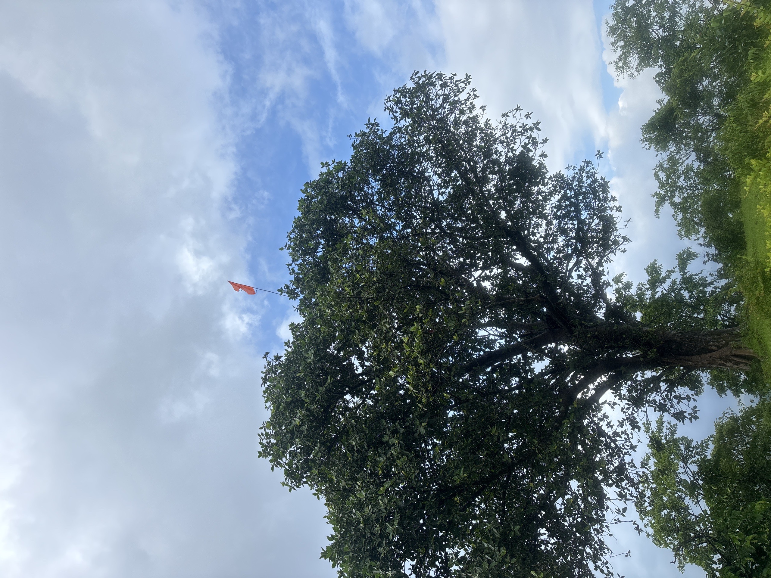 Big Tall Tree