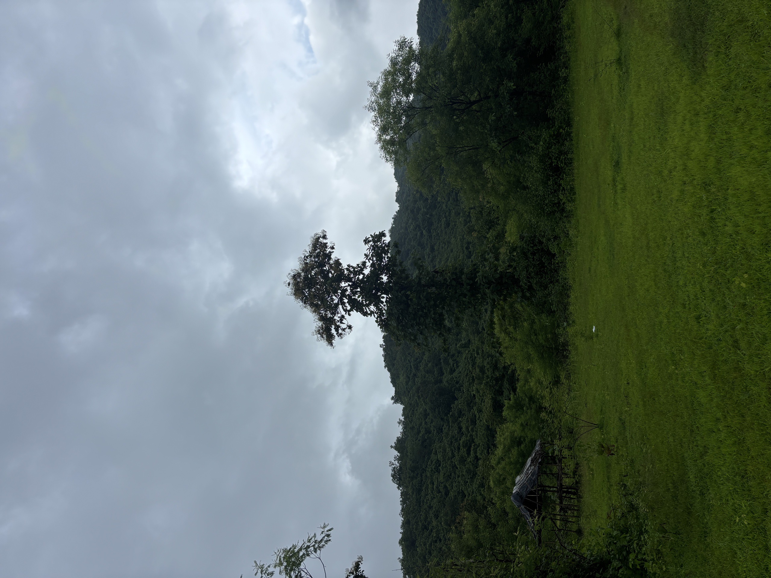 Big Tall Tree