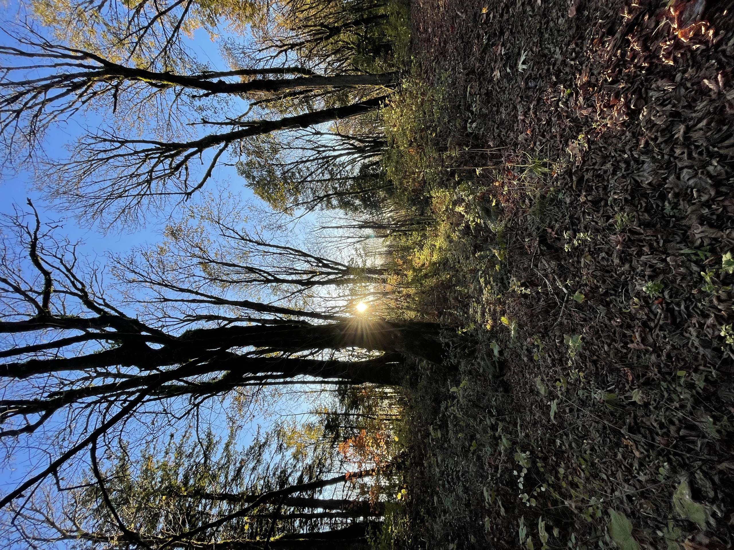 Evening Walk