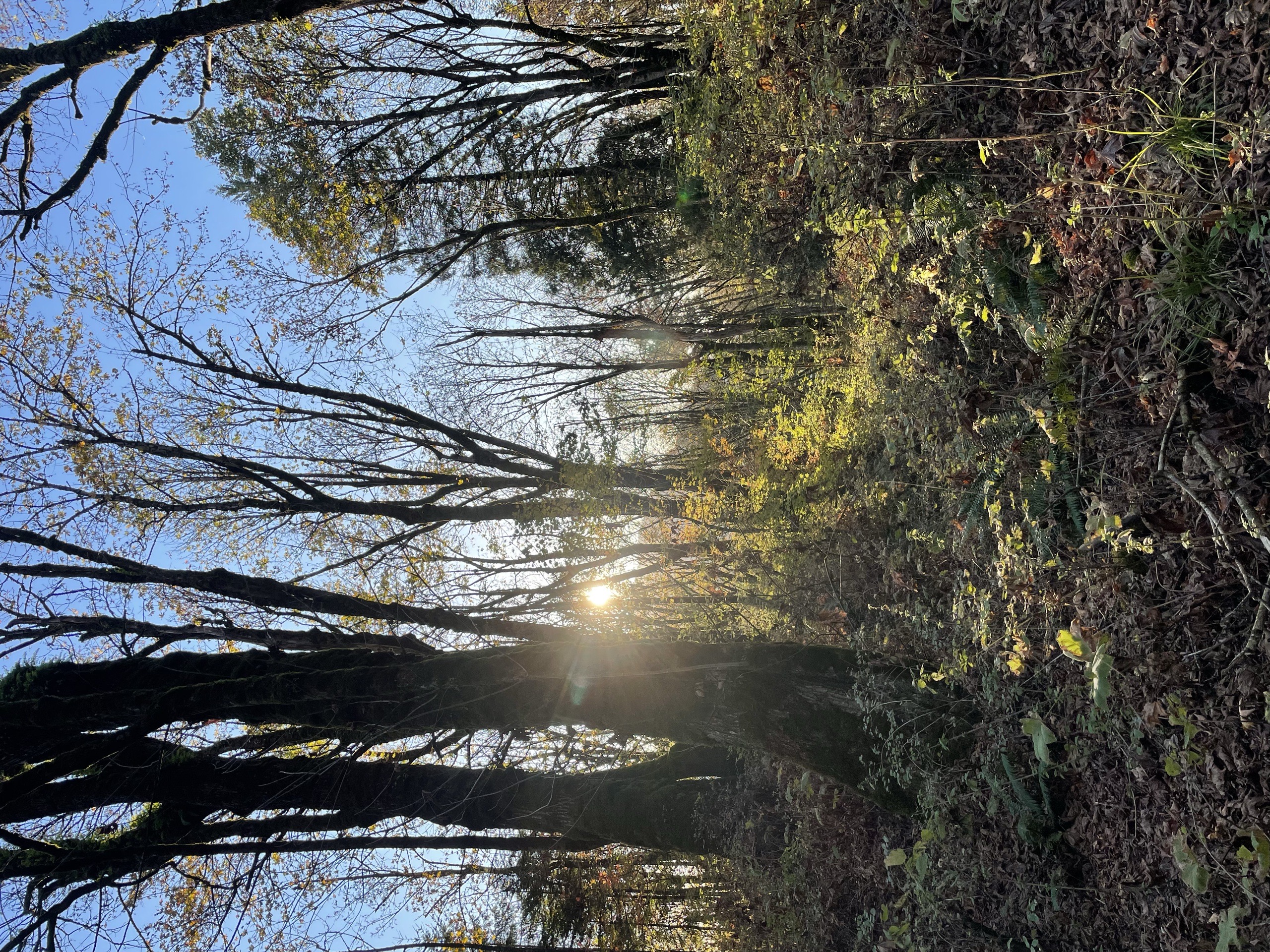 Evening Walk