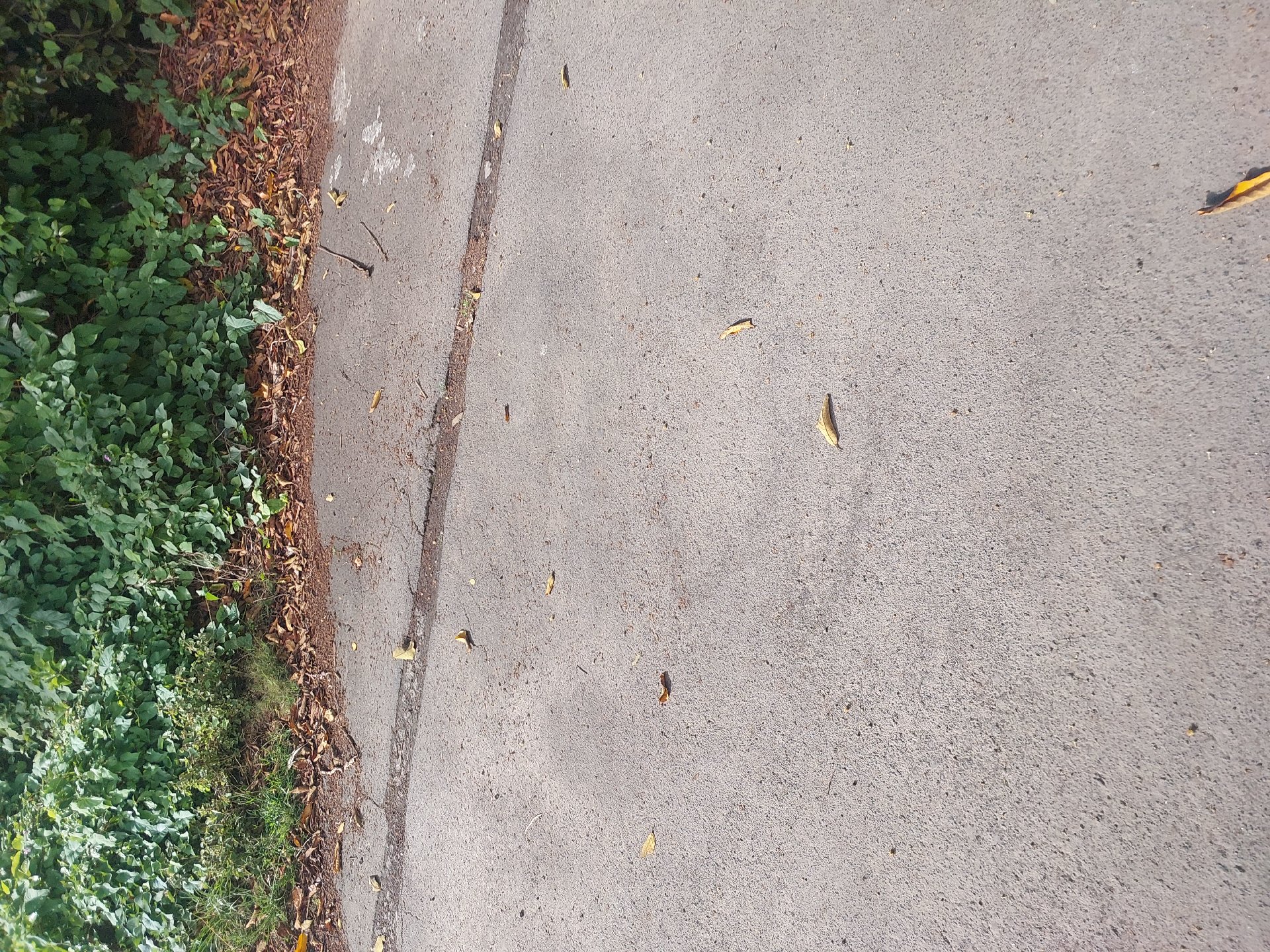 Morning Walk